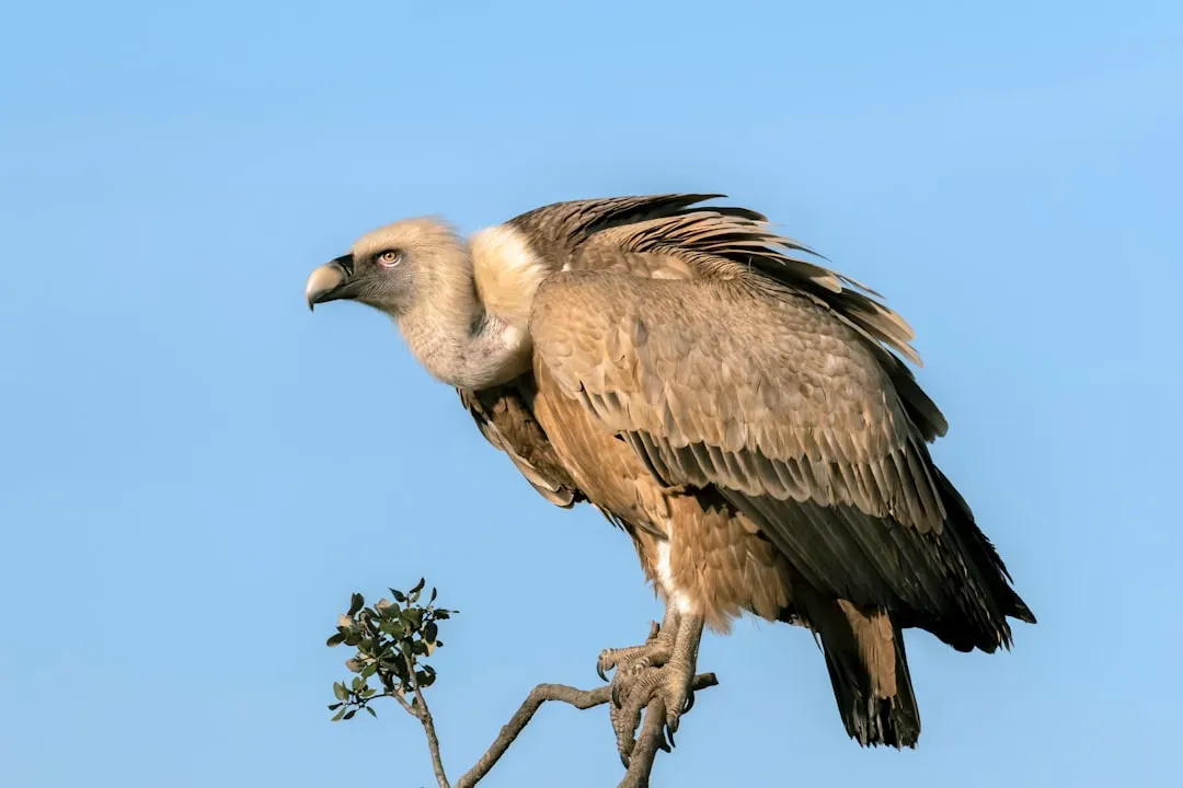 Sagittarius – The Vulture: Wide-Ranging Explorer and Alchemist (Image Credits: Unsplash)