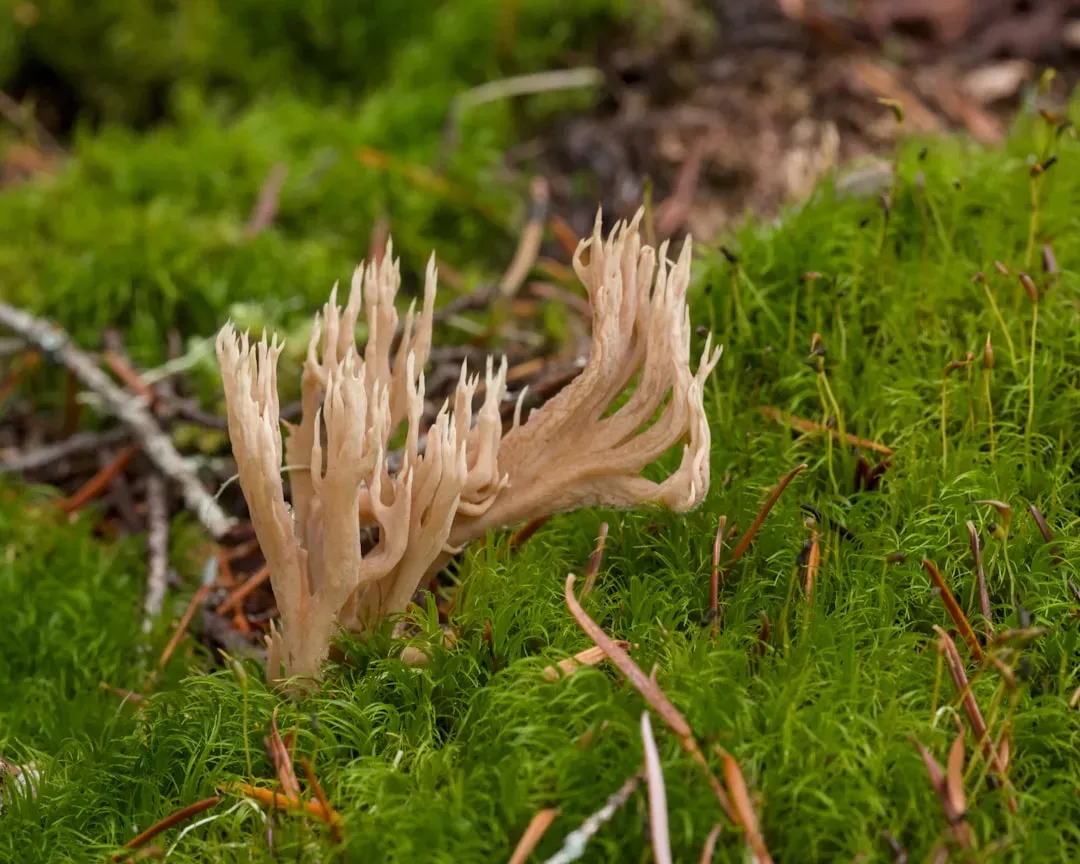 What Exactly Are Fungi? More Than Mushrooms (Image Credits: Unsplash)