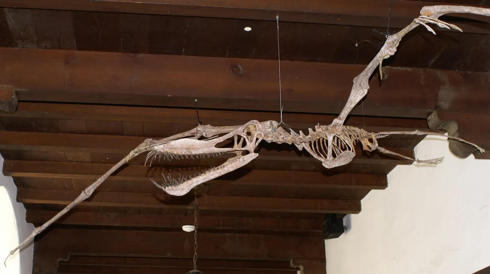 #5 - Early Pterosaurs: From Bat-Winged Monsters To Precision Fliers (African Pterosaur ? ?Winged Reptile?, CC BY-SA 2.0)
