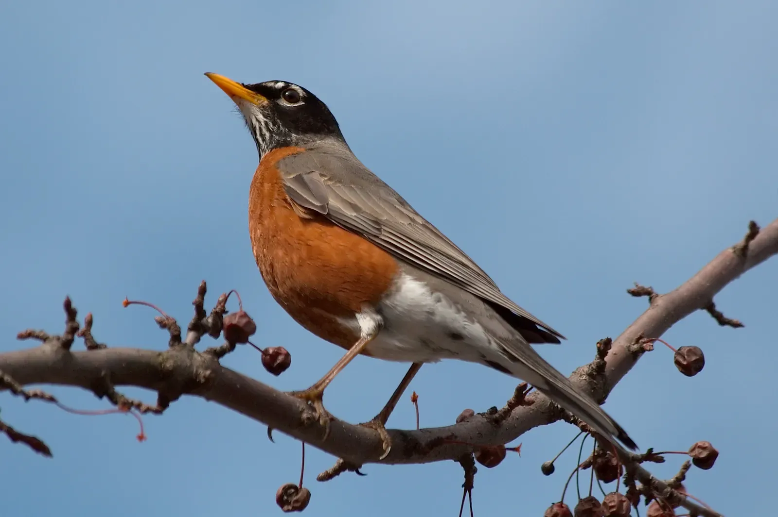 1. American Robin – Your Early-Morning Pest Patrol (By Dori, CC BY-SA 3.0 us)