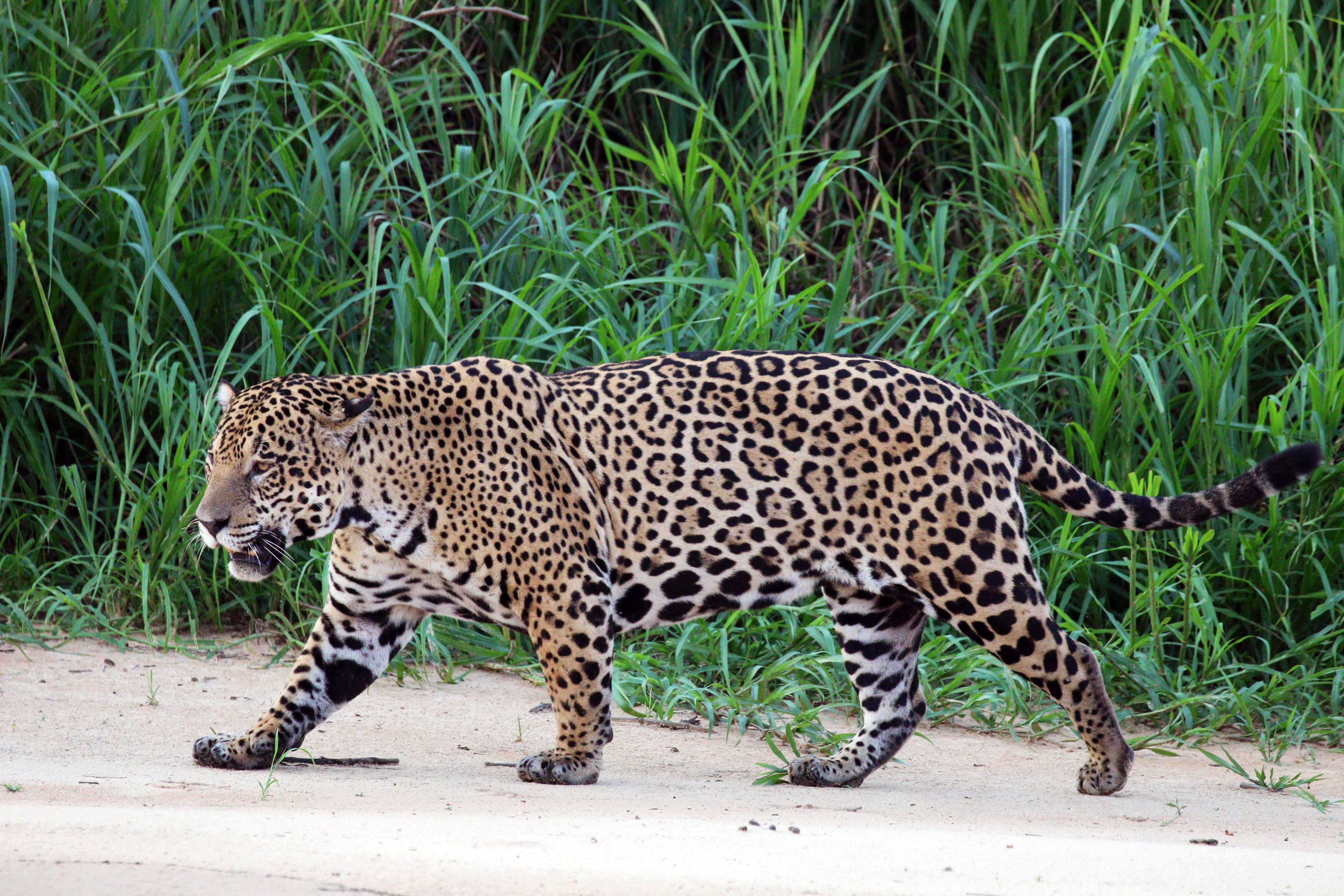 Capricorn - The Jaguar: Determined Power and Strategic Patience (Image Credits: Wikimedia)