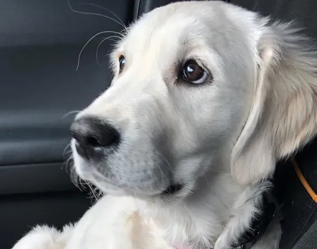 6. The Head-Transplant Dogs and the Limits of Survival (Image Credits: Flickr)