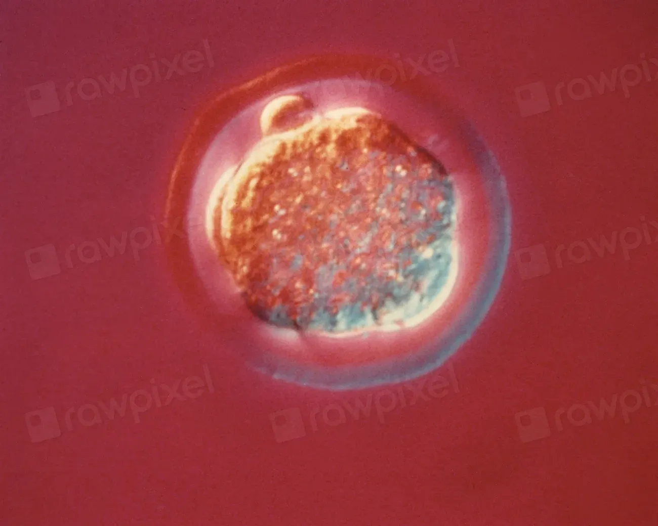 How Cells Live, Die, and Get Rebuilt Without You Noticing (Image Credits: Rawpixel)