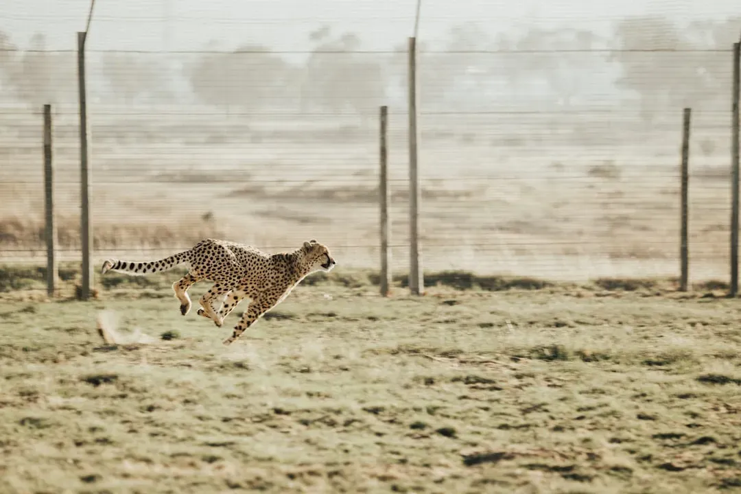 Aries – The Cheetah of the Dunes (Saharan Cheetah) (Image Credits: Unsplash)