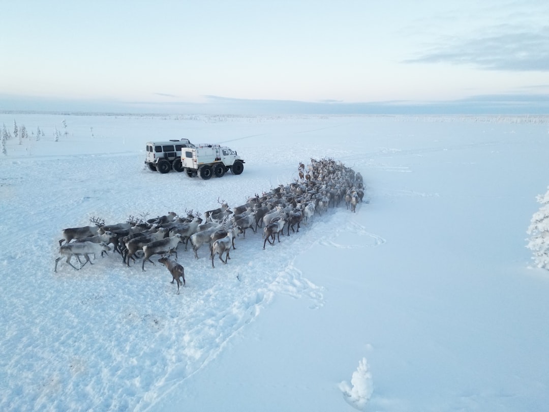 Siida Stewardship: Collective Governance on the Tundra (Image Credits: Unsplash)
