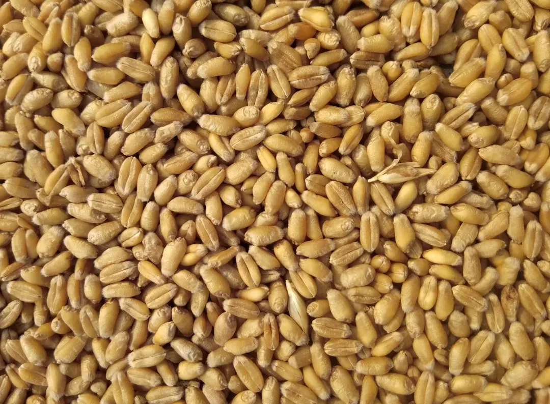 #2 - The Ancient Seed Myth Almost Everyone Still Believes (Image Credits: Unsplash)