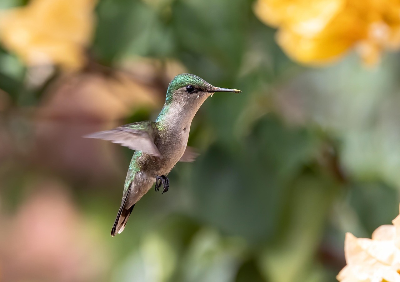 The Science Behind Natural Backward Flight (Image Credits: Pixabay)