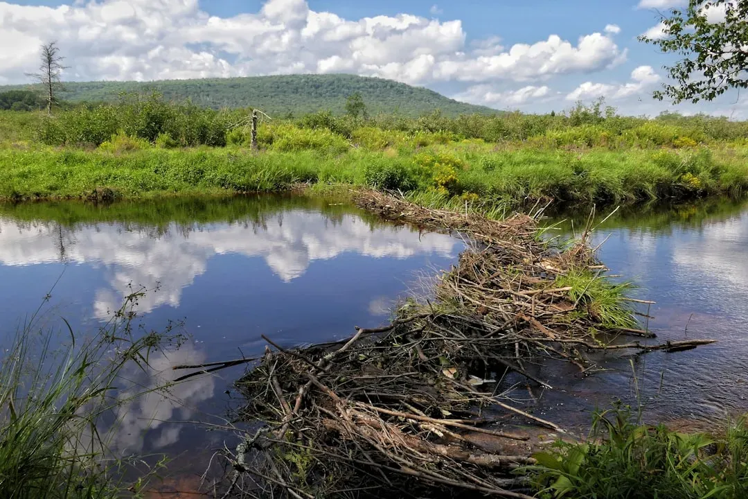 4. Trapping Sediment and Rebuilding the Valley Floor (Image Credits: Unsplash)