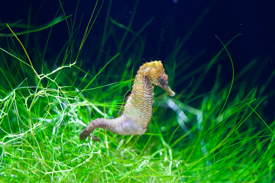 The Mysterious Seahorse (Image Credits: Unsplash)