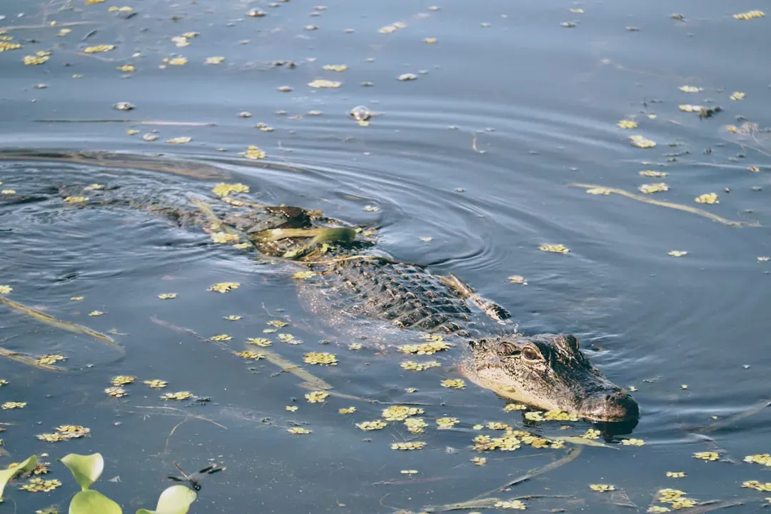 The Mississippi Delta: A Landscape Built for Alligators (Image Credits: Unsplash)