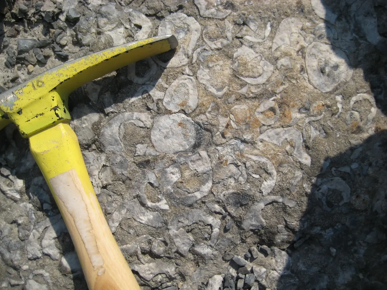 Why Origins Research Matters to You Today (By Penny Higgins (paleololigo on Flickr) https://www.flickr.com/photos/paleololigo/, CC BY-SA 2.0)