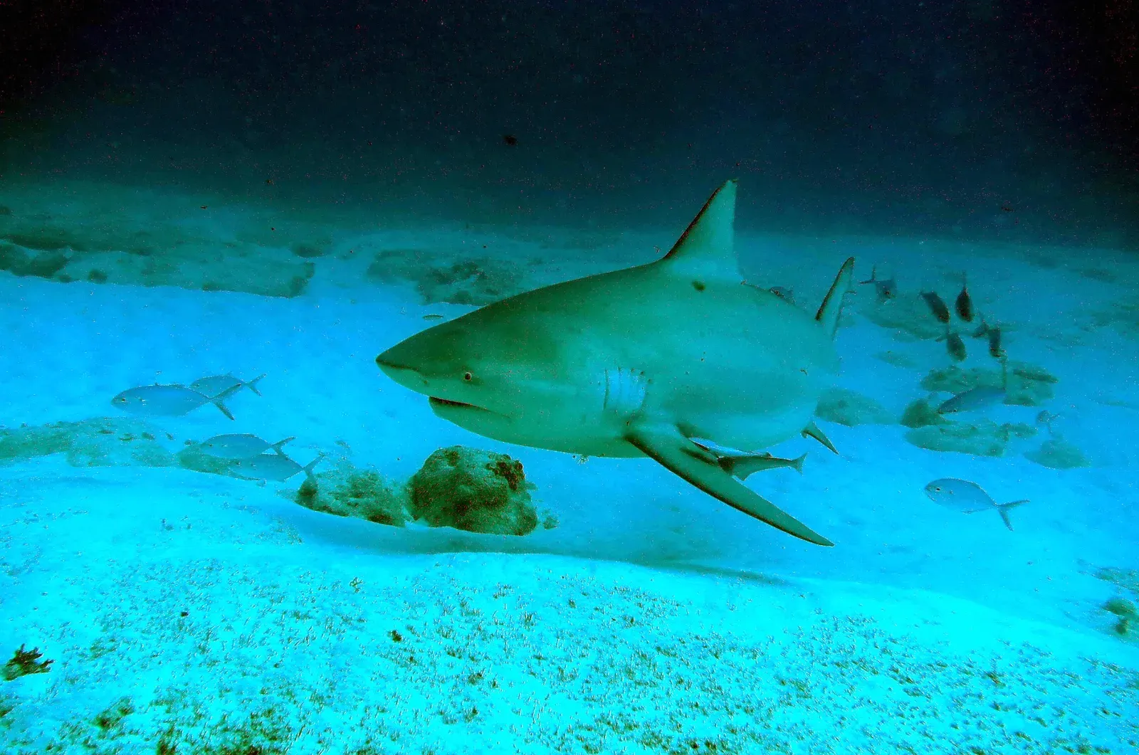 7. Sharks Reproduce Slowly, Making Them Easy To Overexploit (Requin bouledogue (Carcharhinus leucas), CC BY 4.0)