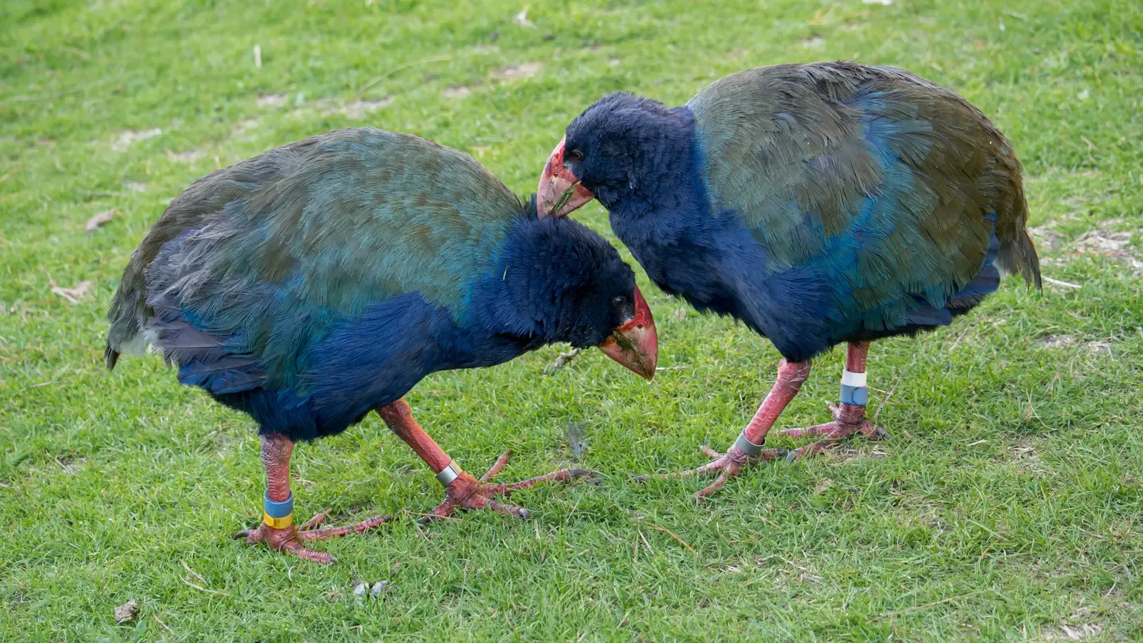 #10 – The Takahe: New Zealand's Walking Proof That Extinction Labels Can Be Lazy (By Judi Lapsley Miller, CC BY 4.0)