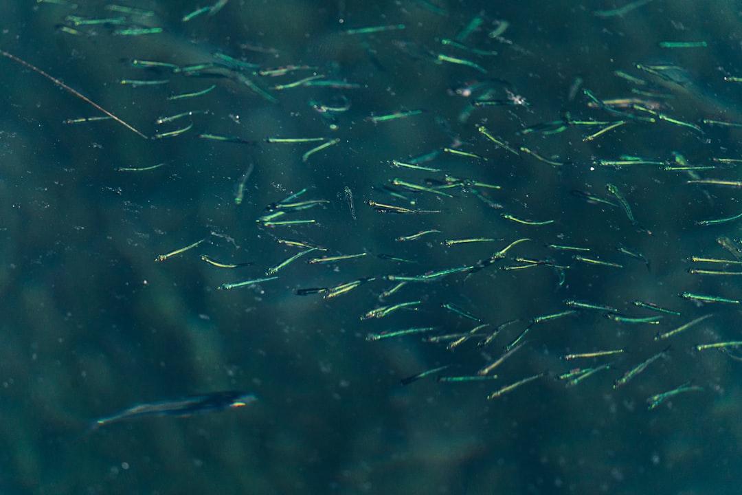 Ocean Migrations Follow Lunar Rhythms (Image Credits: Unsplash)