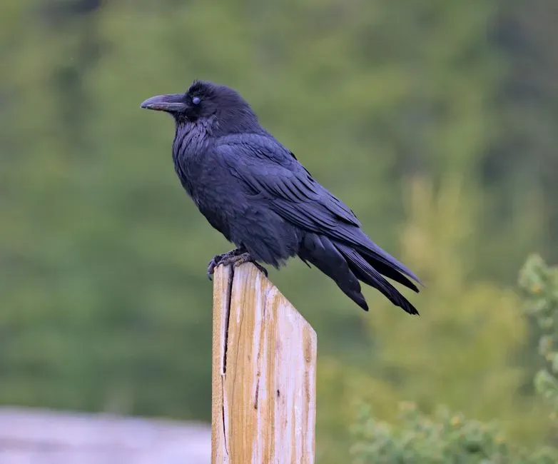 Ravens Read Eyes, Angles, and Attention (Image Credits: Pexels)