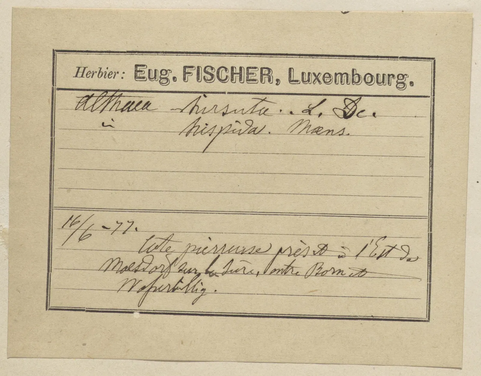 #5 Herbarium Sheets with Crossed-Out Numbers (By Musée national d'histoire naturelle Luxembourg, CC BY 4.0)