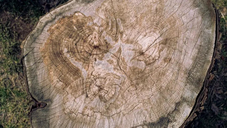 #13 - The Drought That Ended a Civilization (Image Credits: Pexels)