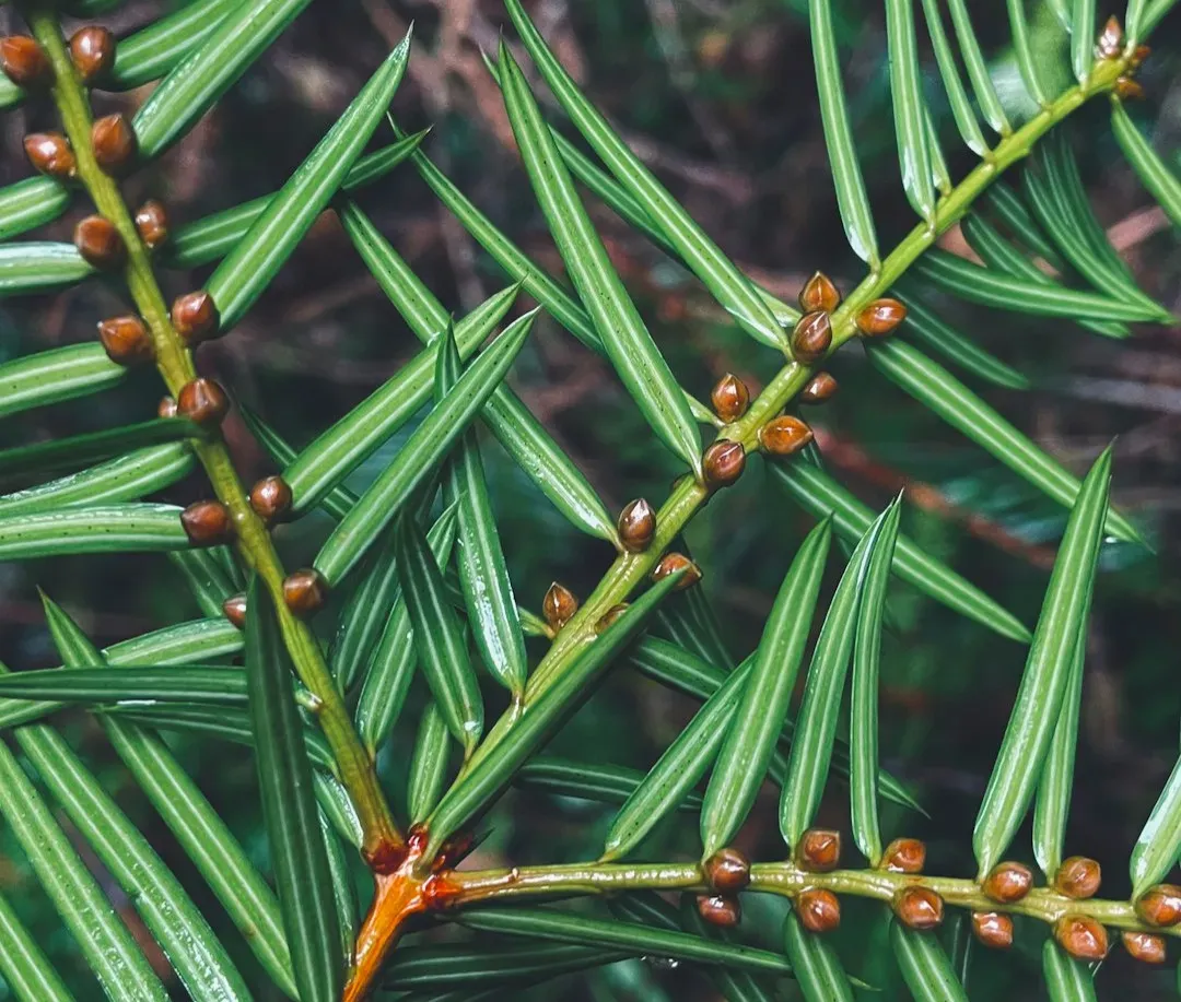 2. Torreya (Florida Torreya) – The Most Endangered Tree You’ve Never Met (Image Credits: Unsplash)