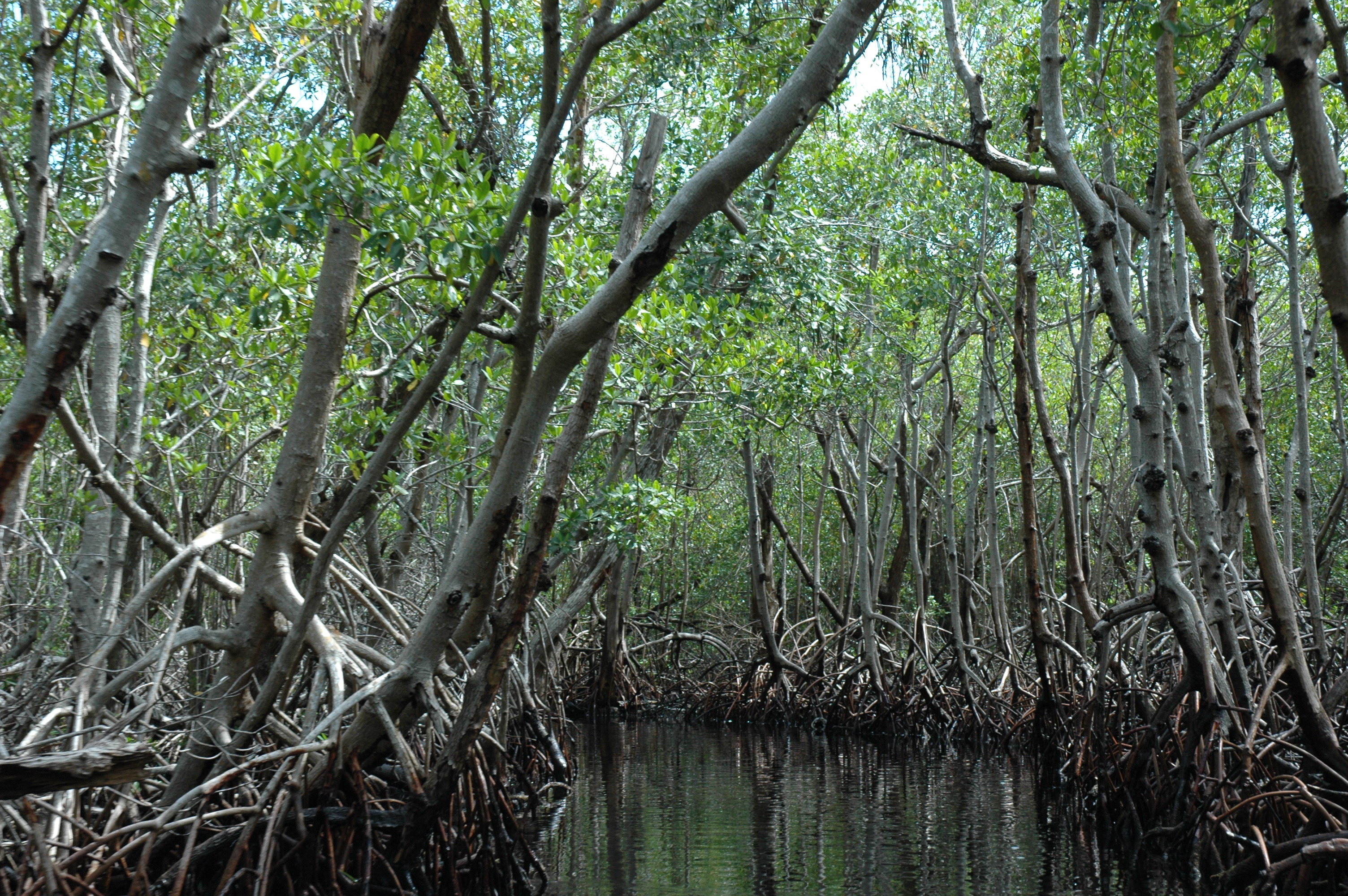 Everglades Mangrove Fringe (Florida) (Image Credits: Wikimedia)