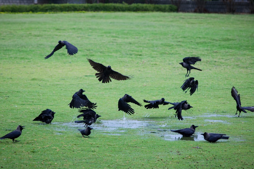 Crows: Aquarius's Creative Problem-Solvers (Image Credits: Unsplash)