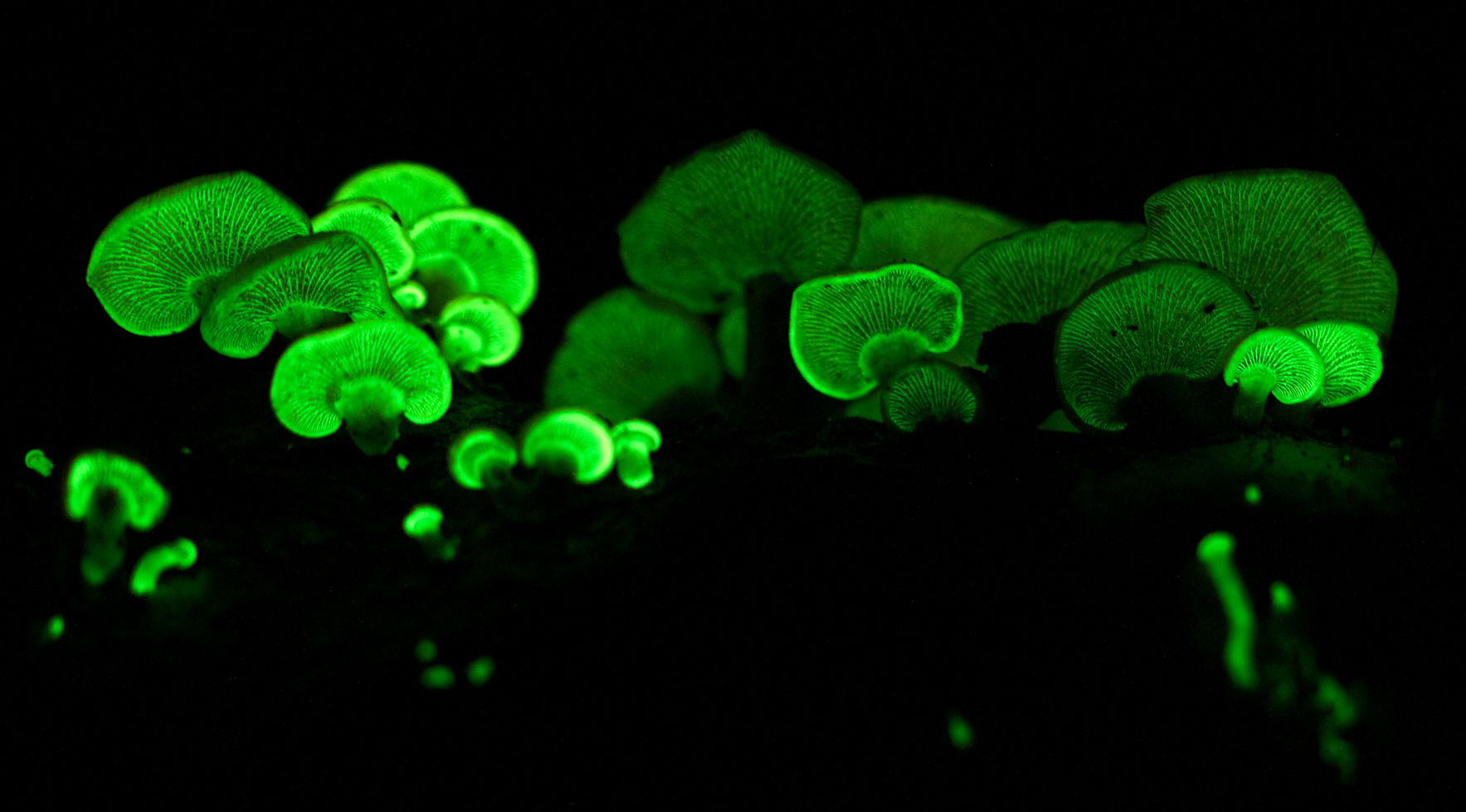 Observing Bioluminescent Fungi in Nature (Image Credits: Wikimedia)