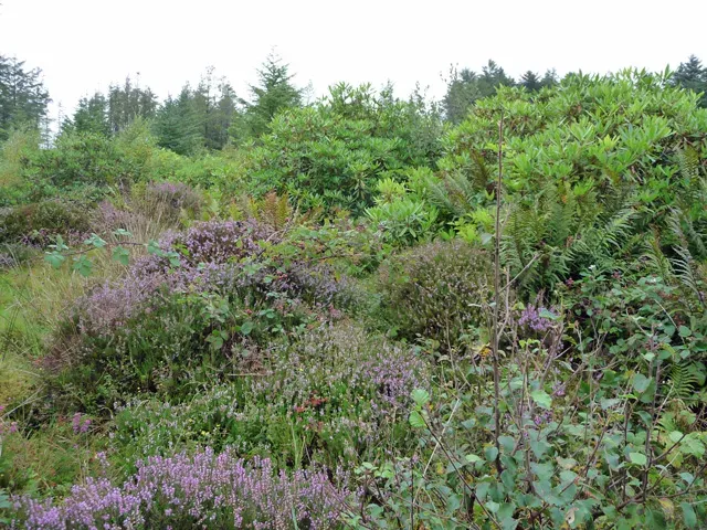 The Hidden Clues in the Woods (Image Credits: Wikimedia)