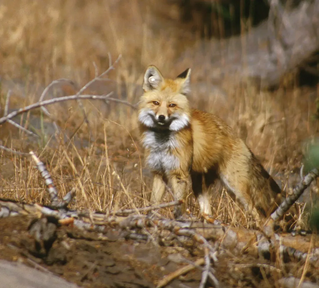 5. Sierra Nevada Red Fox – A High-Altitude Phantom (US Forest Service, Public domain)