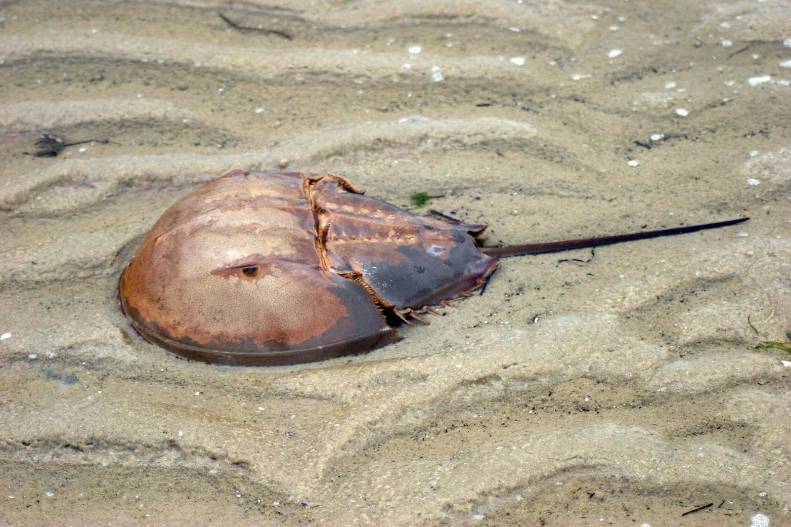 Conclusion: An Ancient Neighbor You Can Choose to Protect (By Perry Bill, U.S. Fish and Wildlife Service, Public domain)