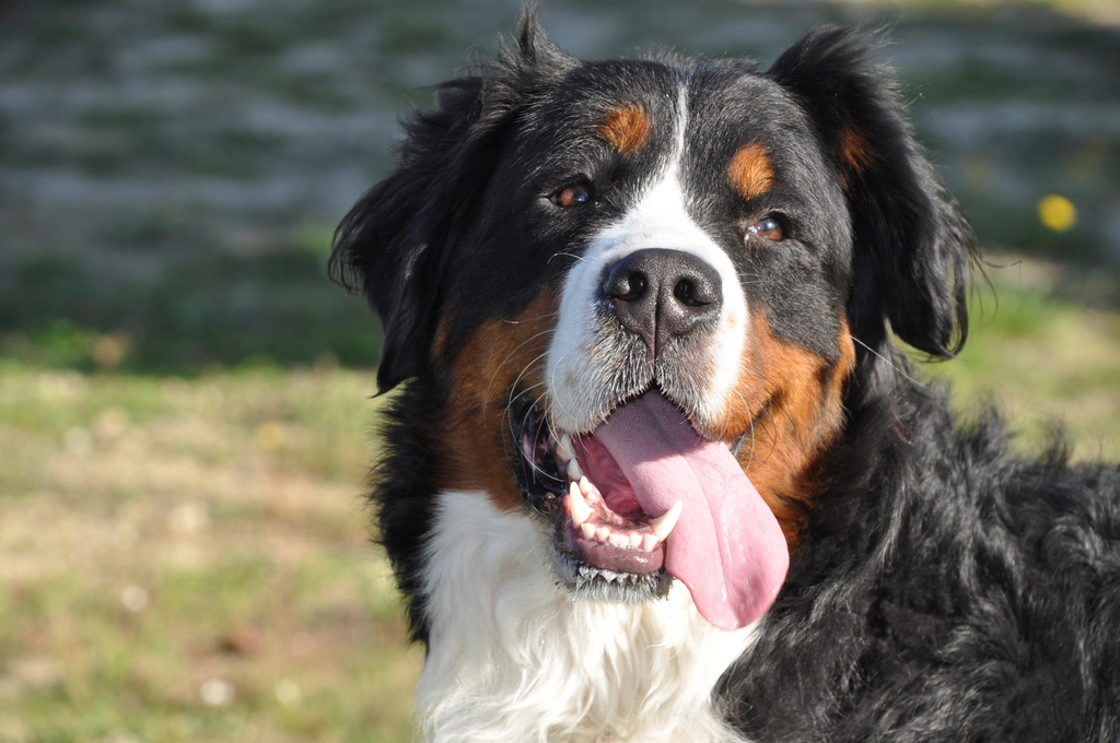The Steadfast Guardian: Bernese Mountain Dog (Image Credits: Rawpixel)