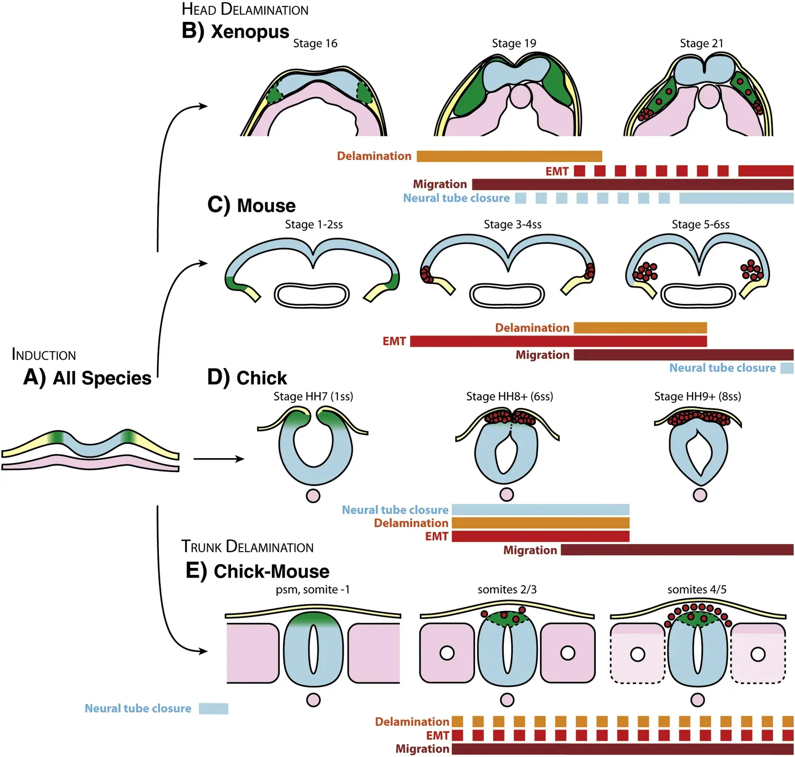 Inside the Brain’s Clockwork: How Neurons Build Your Private Timeline (Image Credits: Wikimedia)