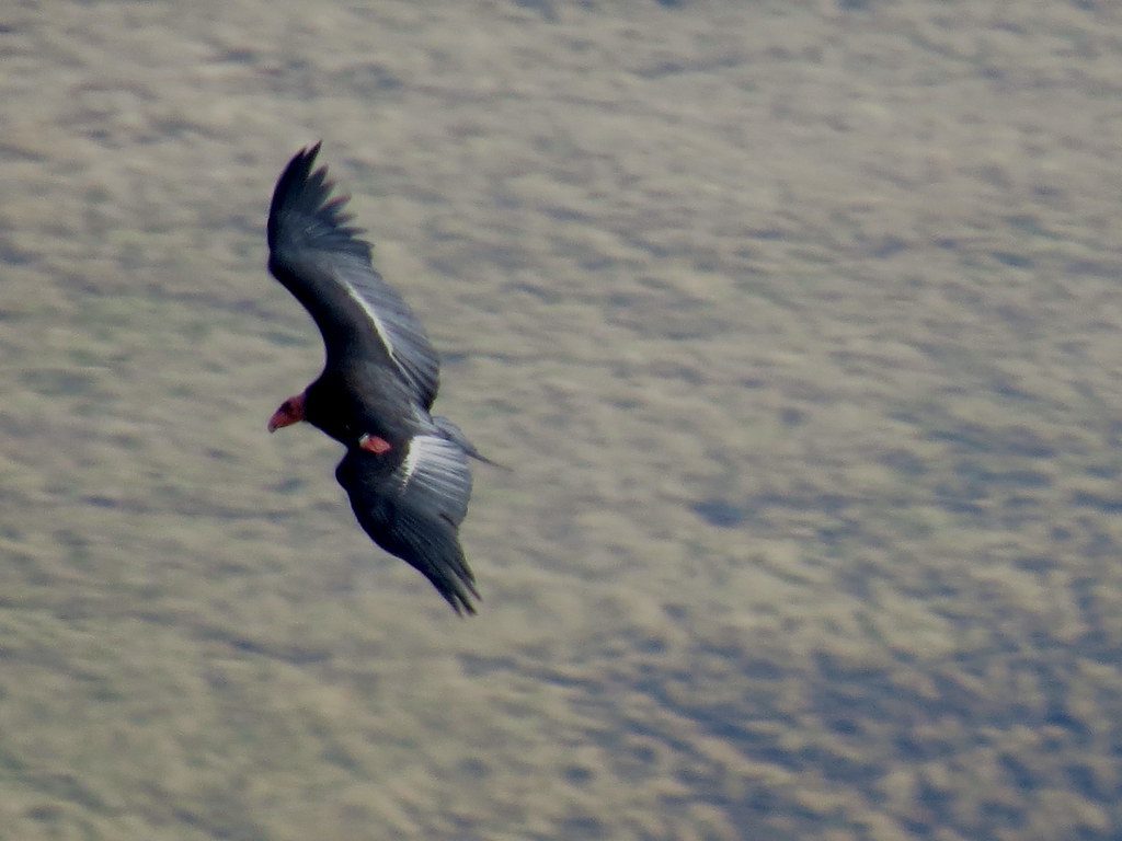 California Condor: Giants of the Sky Return (Image Credits: Flickr)