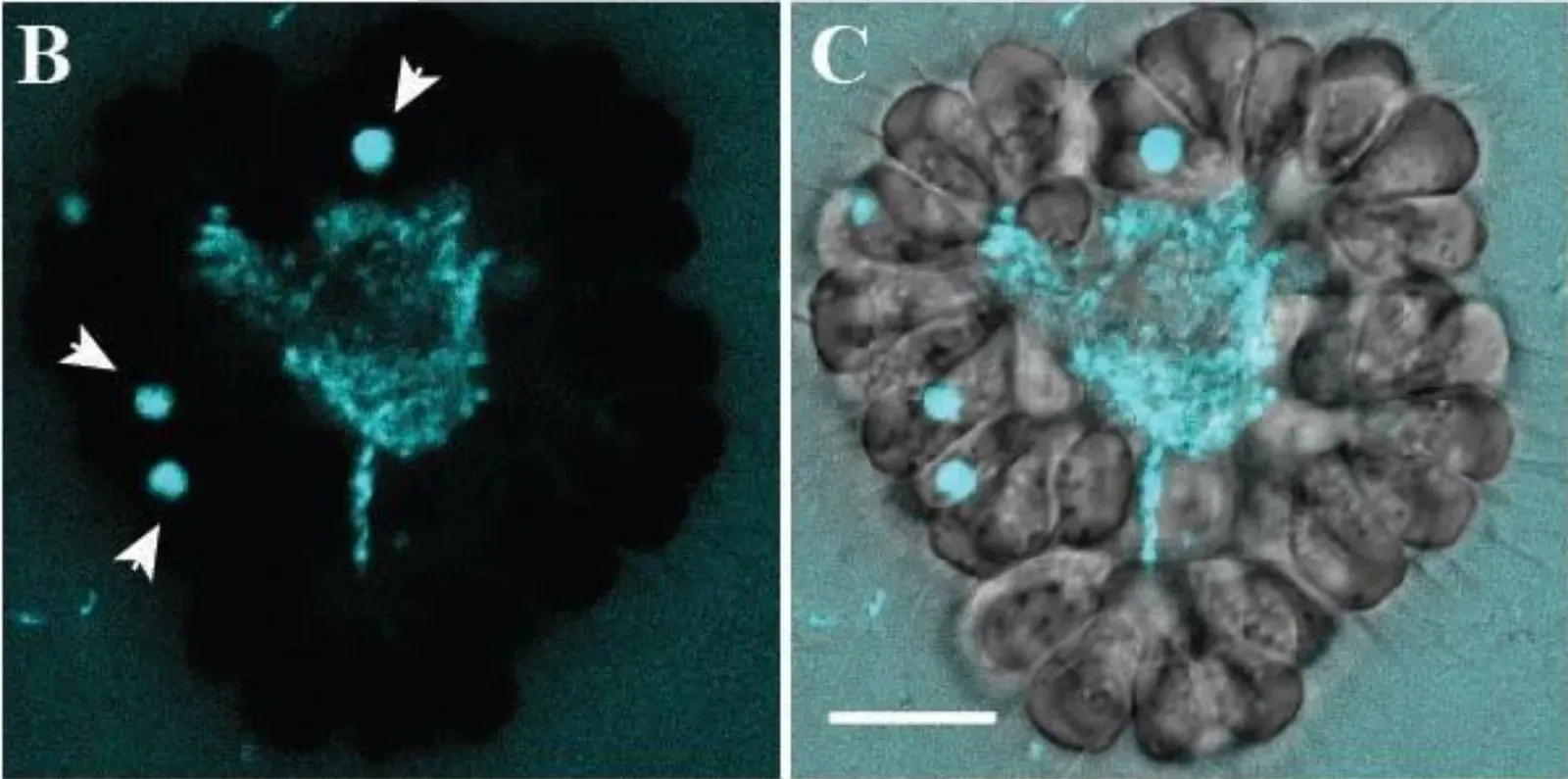The Arsenic Life Bacteria That Was Supposed to Rewrite Biology (Used here: Supplement [supplements/437421_file02.pdf] of Colonial choanoflagellate isolated from Mono Lake harbors a microbiome (Preprint, version 3), doi:10.1101/2021.03.30.437421. Note: Same image appears as Fig. S5B&C in the official release A large colonial choanoflagellate from Mono Lake harbors live bacteria, doi:10.1128/mbio.01623-24 (Supplement)., CC BY 4.0)