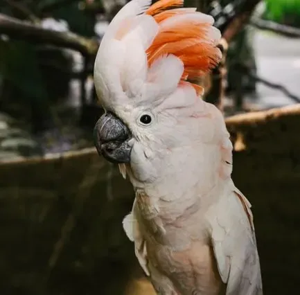 Cockatoos (Especially Moluccan and Umbrella): Emotional Geniuses With a Streak of Defiance (Image Credits: Pexels)