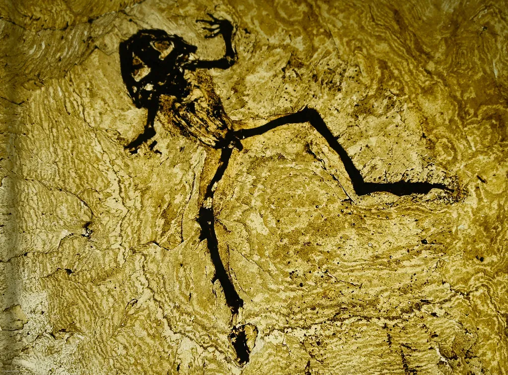#17 - The Messel Pit (Germany): The "Primitive Mammal" Myth Dies Here (xiquinhosilva, Flickr, CC BY 2.0)