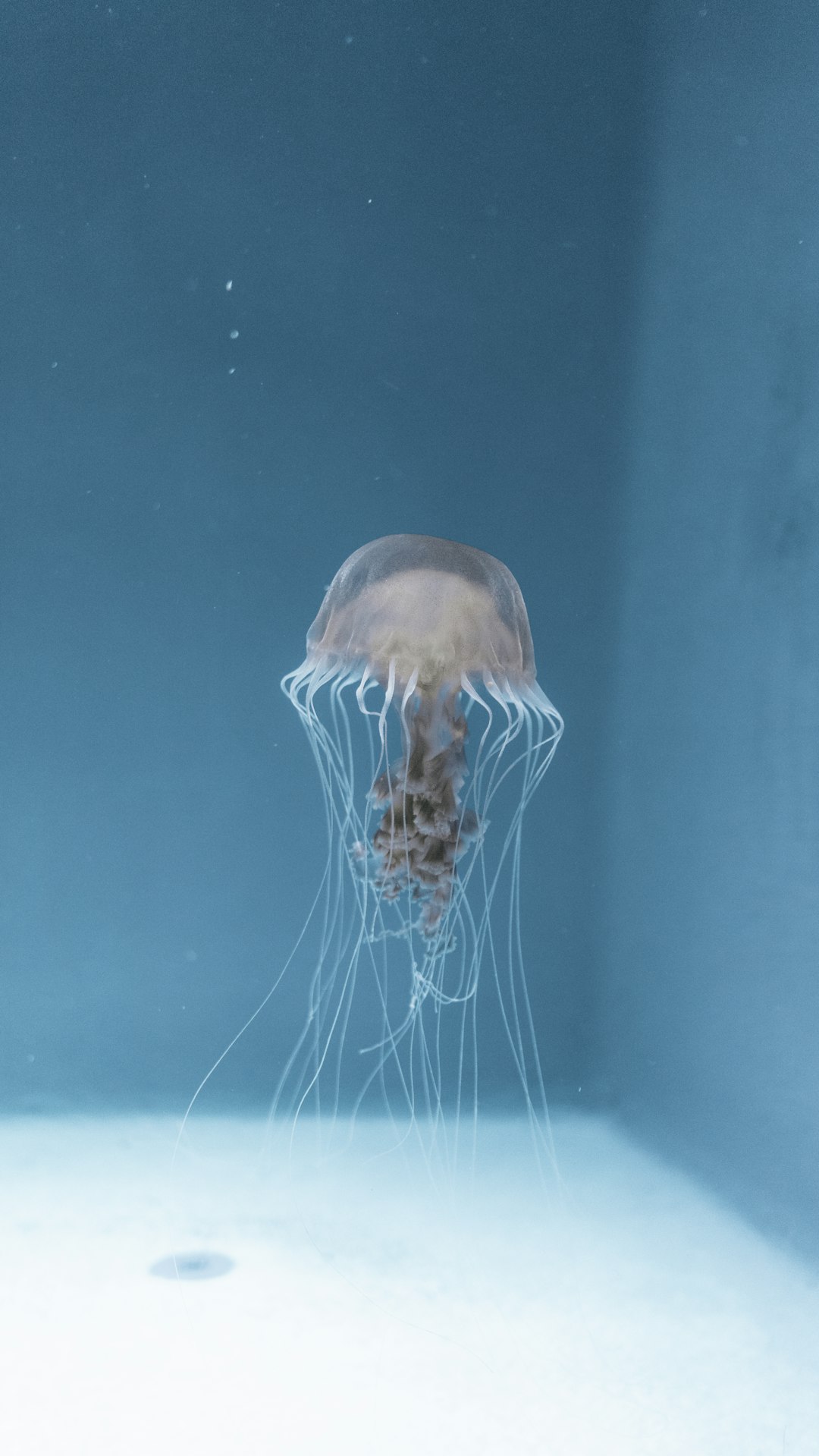 From First Sightings to Lab Proof (Image Credits: Unsplash)