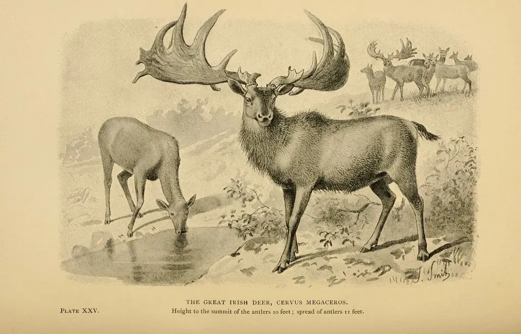 #14 - The Irish Elk That Wasn't Really Irish (and Barely "Elk") (Image Credits: Flickr)