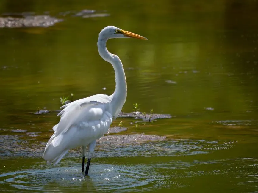 4. Cancer – Herons and Egrets: Emotional Tides Turning (Image Credits: Pexels)
