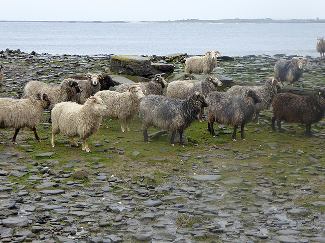 North Ronaldsay Sheep and Their Seaweed Obsession (Image Credits: Wikimedia)