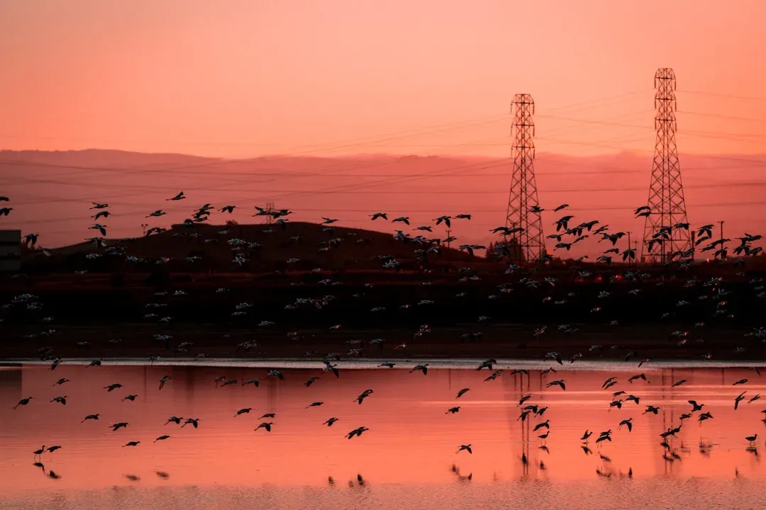 When Human Technology Confuses Animal Navigation (Image Credits: Unsplash)