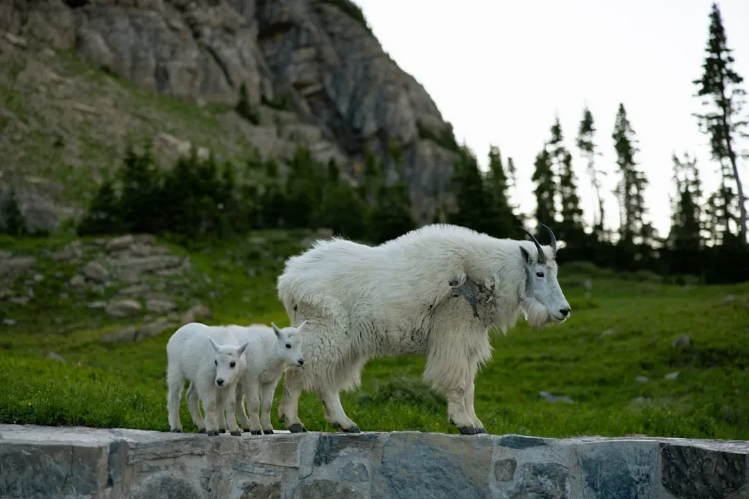 Montana: Where Native Herds Roam (Image Credits: Unsplash)