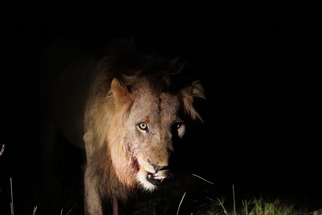 Predators and Prey Dance to Lunar Rhythms (Image Credits: Unsplash)