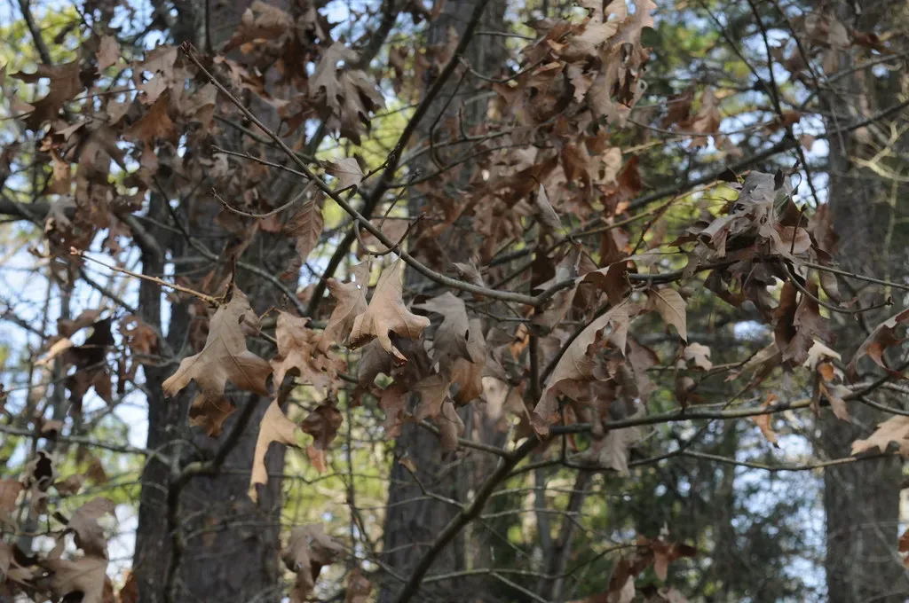 #8 - Trees Build a "Scar Tissue" Layer to Safely Drop Their Leaves (sonnia hill, Flickr, CC BY 2.0)