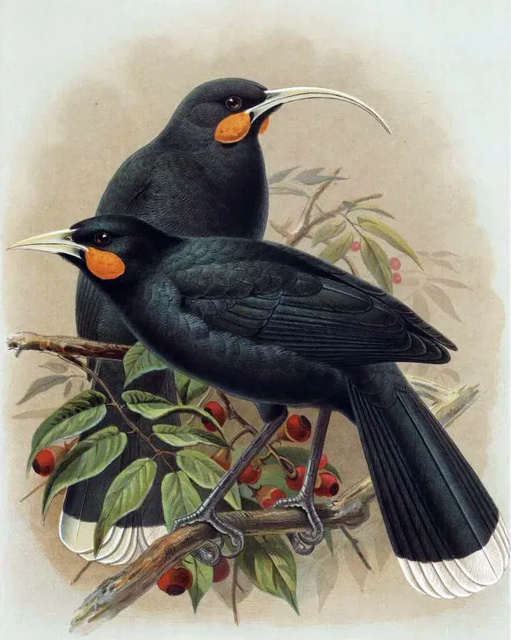 #5 - The Huia of New Zealand Drawn Into Forests It Might Have Already Lost (By J. G. Keulemans, Public domain)