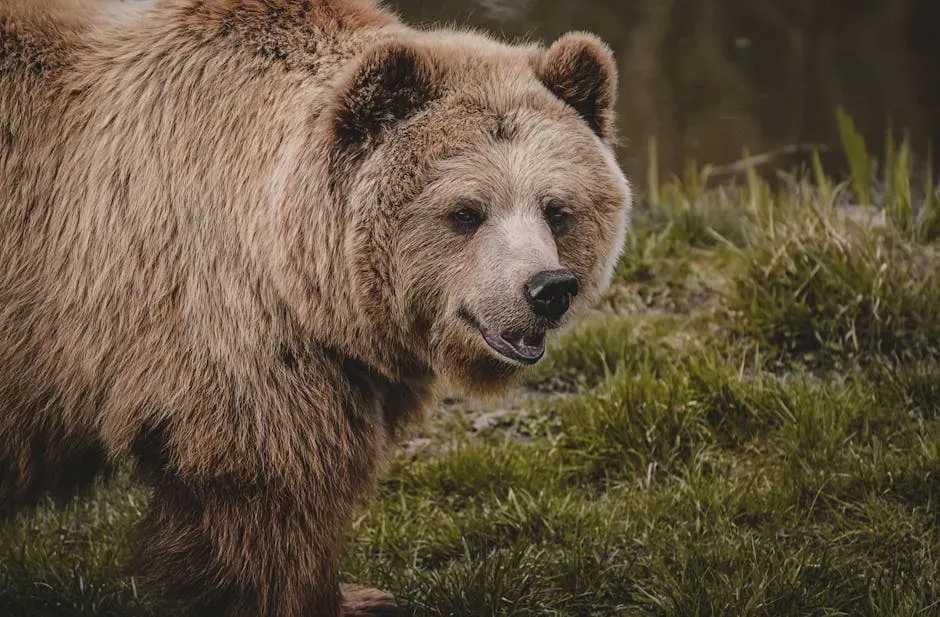How to Hike Smarter in Grizzly Country So You Rarely Need Any of This (Image Credits: Pexels)