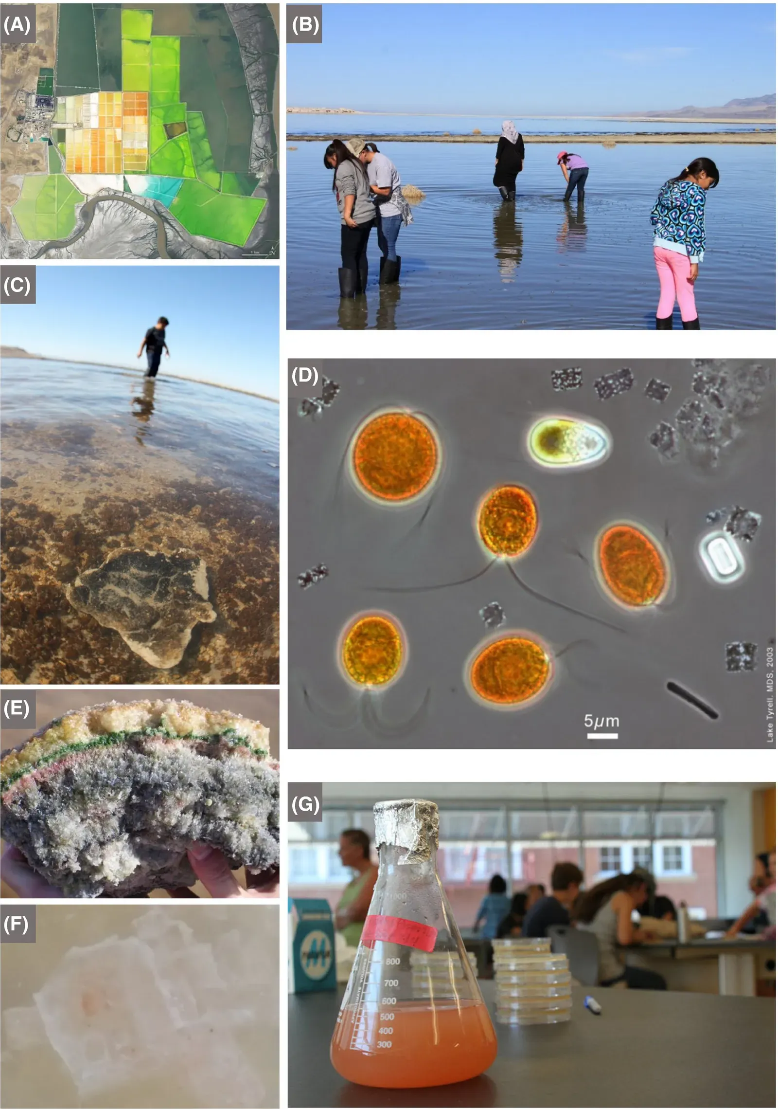 The Future Landscape: Microbial Solutions and New Risks (Image Credits: Wikimedia)