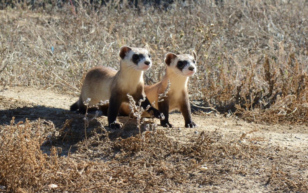 Black-Footed Ferret: The Prairie's Masked Marvel (Image Credits: Flickr)