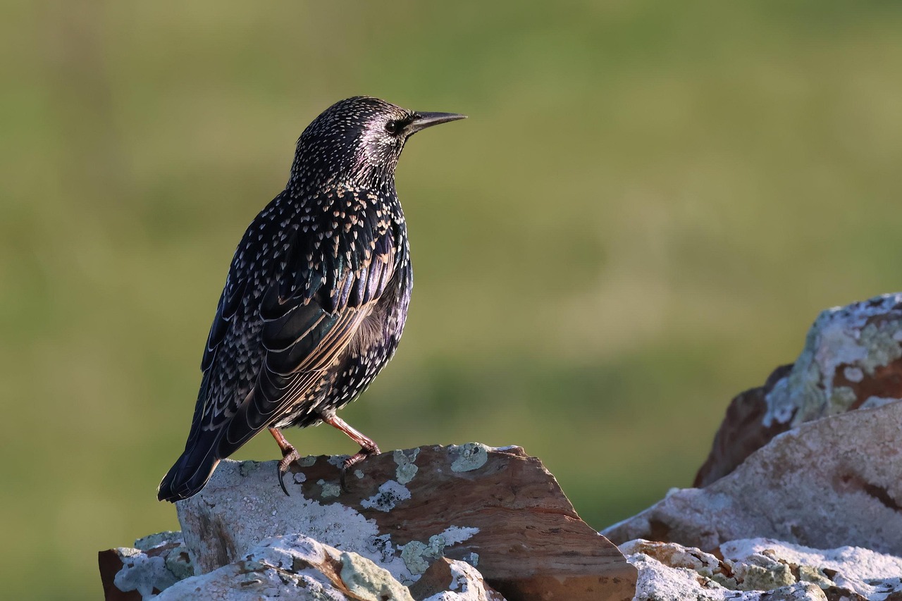 European Starling - Invasive Advantage in Warming Climate (Image Credits: Pixabay)