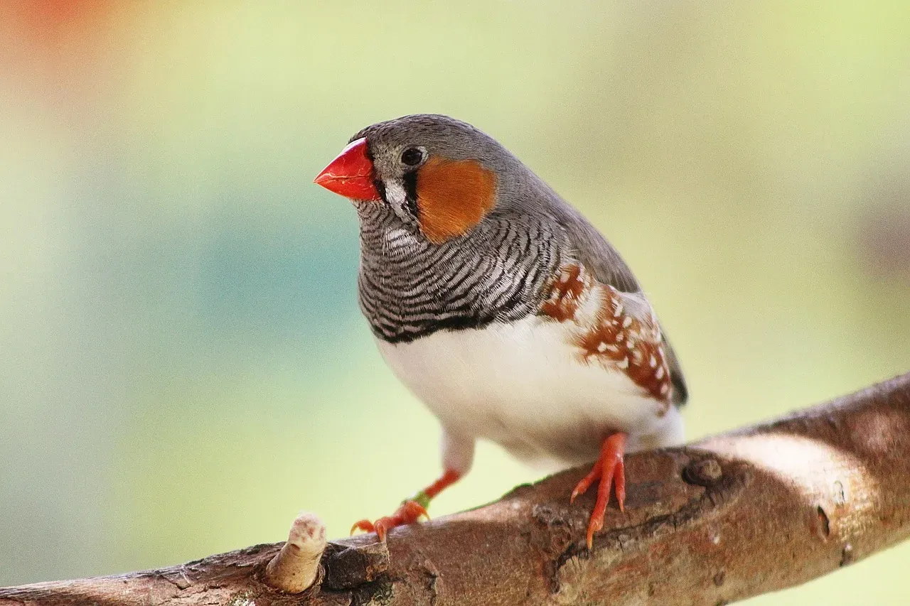 1. You’re Watching One of the Most Important Birds in Science History (Image Credits: Pixabay)