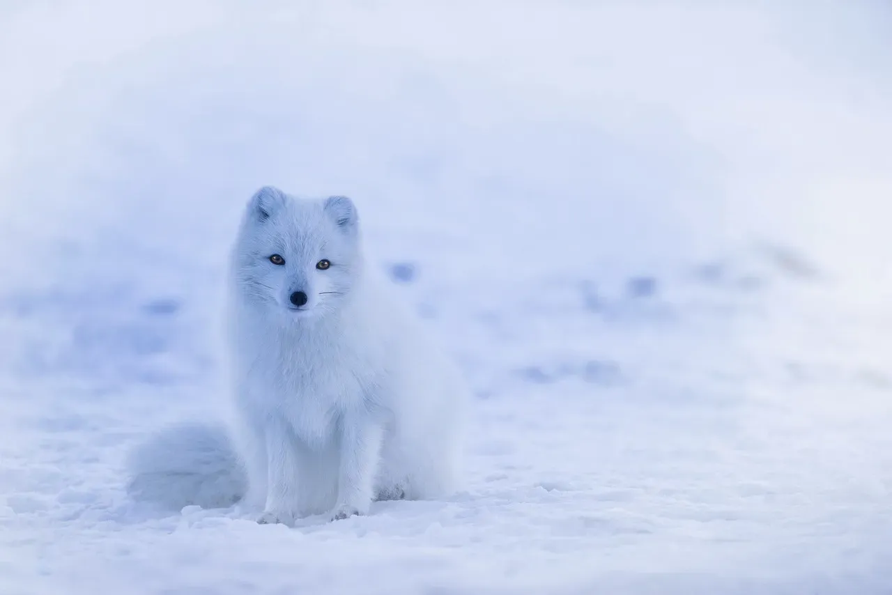Arctic Foxes Have the Warmest Coat in the Mammal Kingdom (Image Credits: Pixabay)
