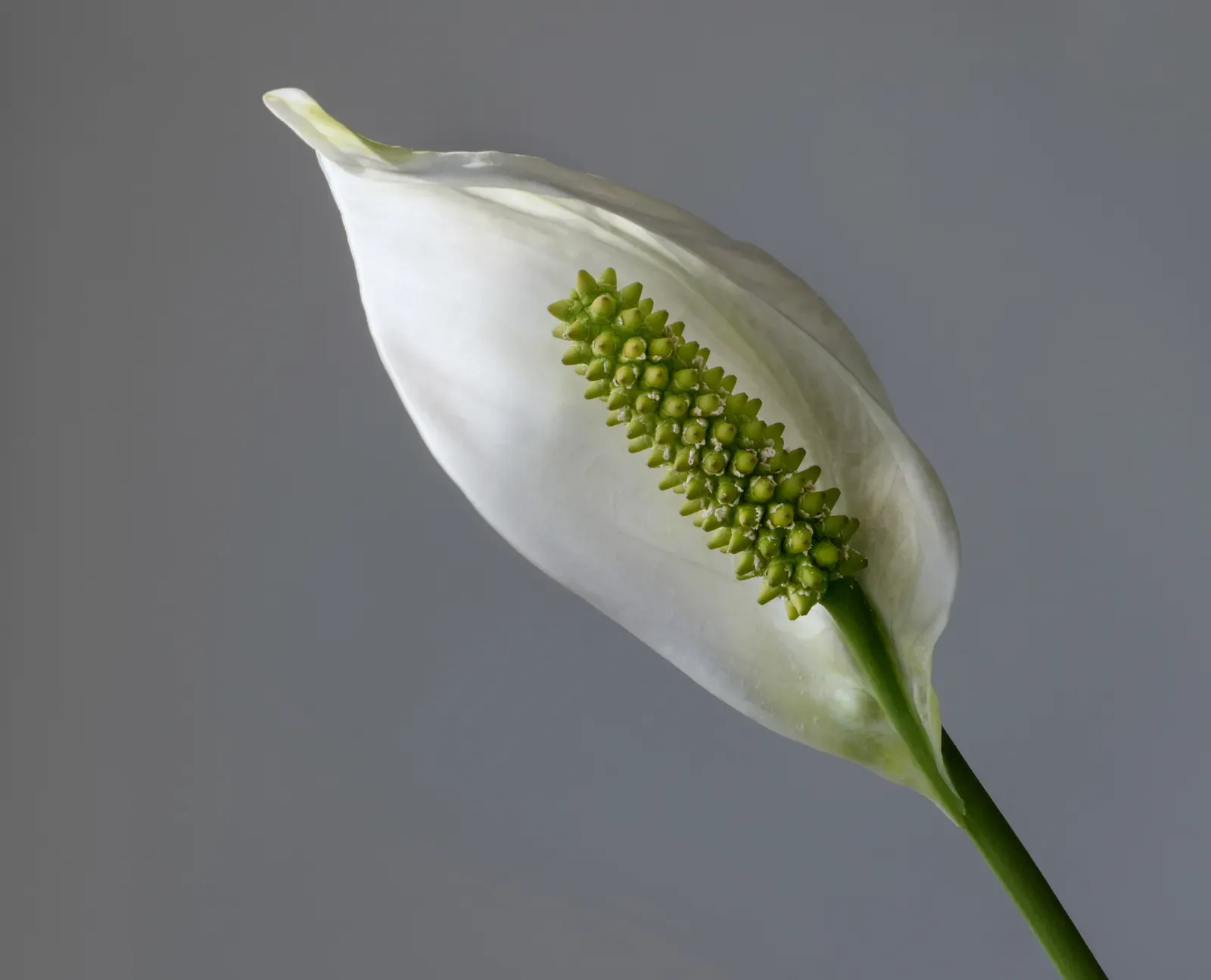 The “Innocent” Plant That’s Anything But: Why Peace Lilies Are a Problem (By W.carter, CC BY-SA 4.0)